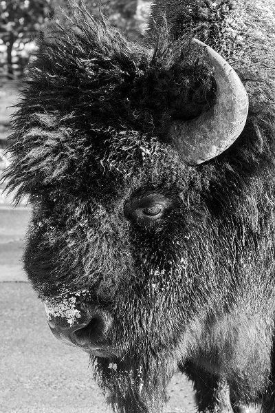Hopkins, Cindy Miller 아티스트의 USA-Wyoming-Yellowstone National Park-Lone male American bison-aka buffalo with frost on face-Head 작품입니다.